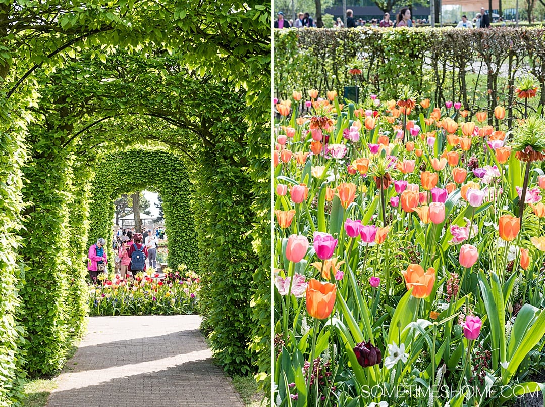 Travel from Amsterdam to Keukenhof to see flower gardens, tulip fields of your dreams and enjoy nature. Holland is home to Lisse, the festival city and bucket list event at one of the most beautiful European cities in the world during spring season in The Netherlands. The colors and beauty of the bulbs in bloom in our photography and tips in our articles will inspire you to vacation to this destination no matter where you live in the world. #Keukenhof #TulipFields #TulipGarden #SometimesHome