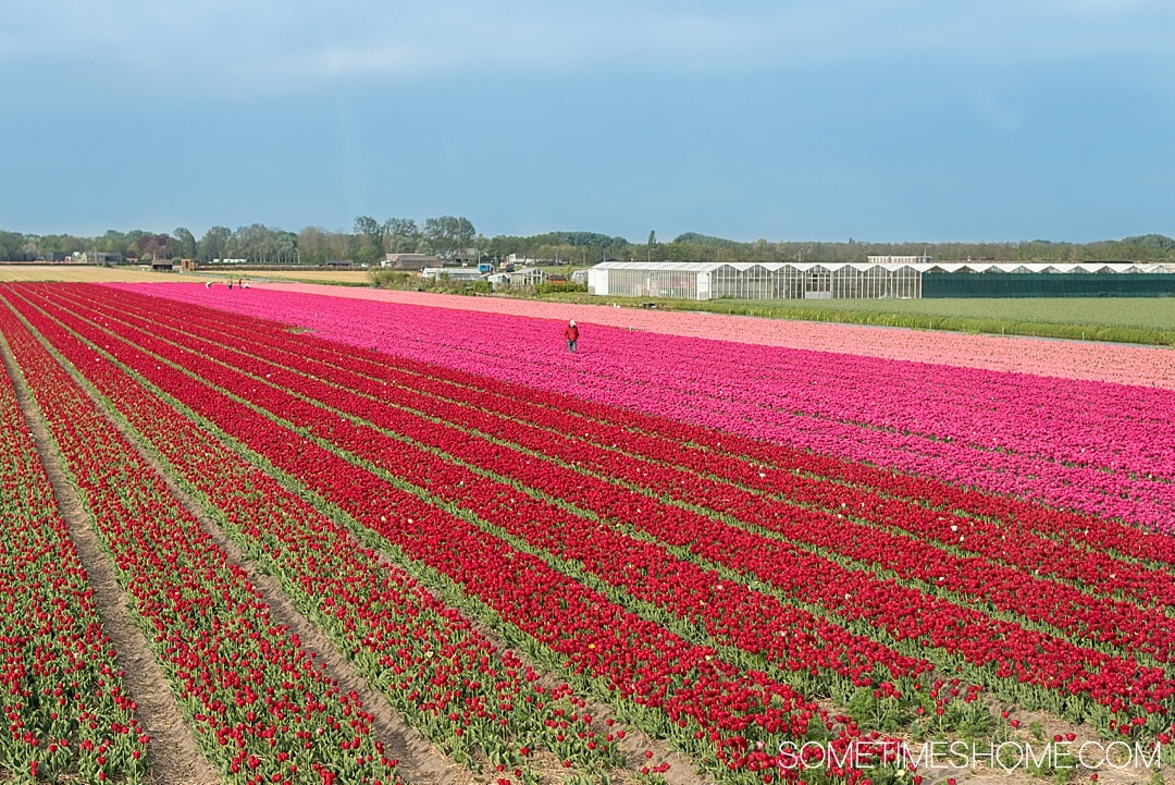 Travel from Amsterdam to Keukenhof to see flower gardens, tulip fields of your dreams and enjoy nature. Holland is home to Lisse, the festival city and bucket list event at one of the most beautiful European cities in the world during spring season in The Netherlands. The colors and beauty of the bulbs in bloom in our photography and tips in our articles will inspire you to vacation to this destination no matter where you live in the world. #Keukenhof #TulipFields #TulipGarden #SometimesHome