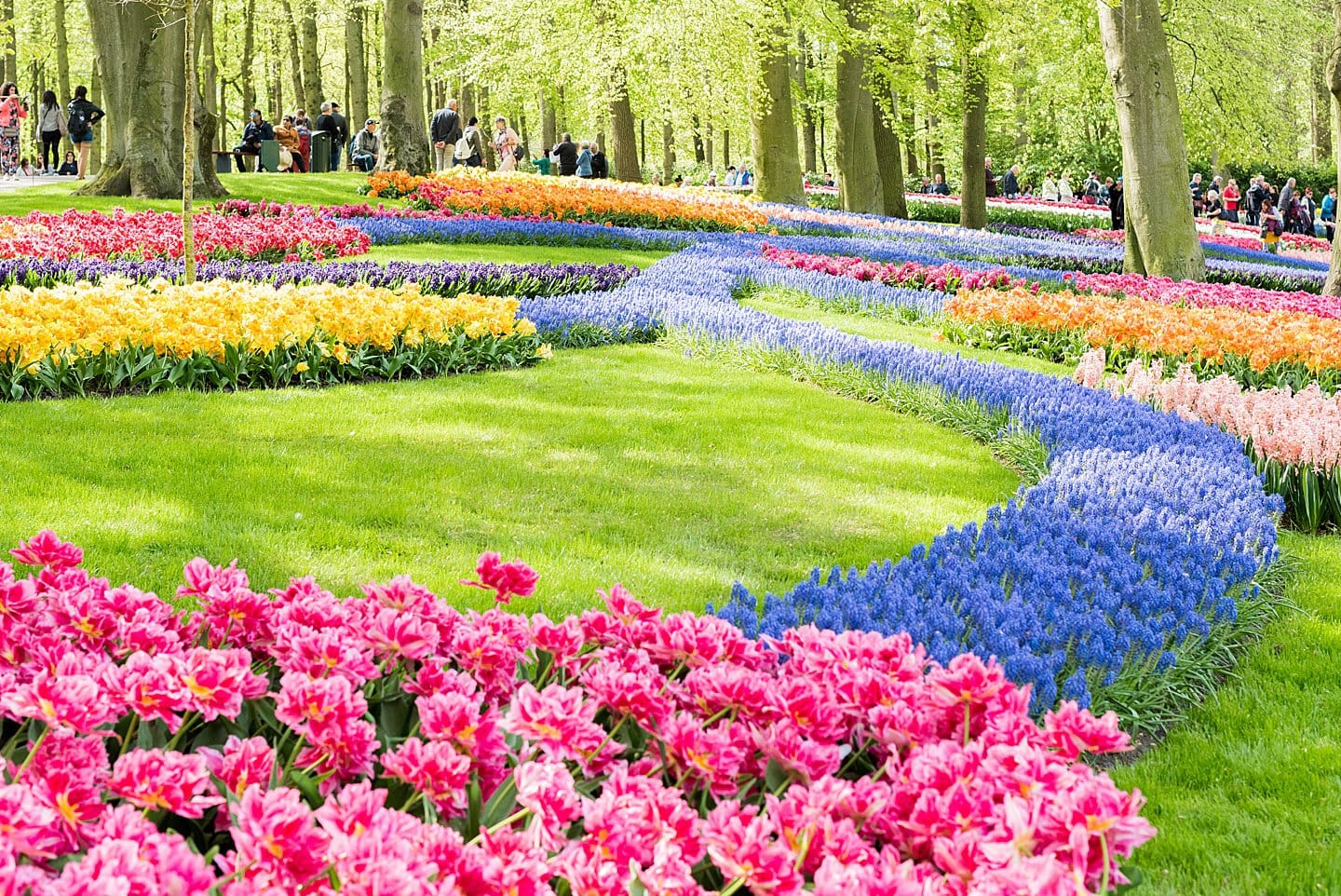 Travel from Amsterdam to Keukenhof to see flower gardens, tulip fields of your dreams and enjoy nature. Holland is home to Lisse, the festival city and bucket list event at one of the most beautiful European cities in the world during spring season in The Netherlands. The colors and beauty of the bulbs in bloom in our photography and tips in our articles will inspire you to vacation to this destination no matter where you live in the world. #Keukenhof #TulipFields #TulipGarden #SometimesHome