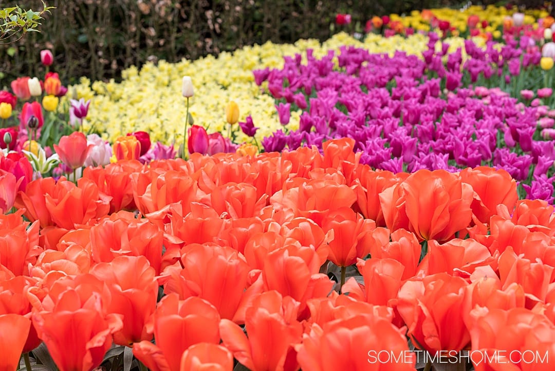 Spring Is the Ideal Time to Visit Amsterdam