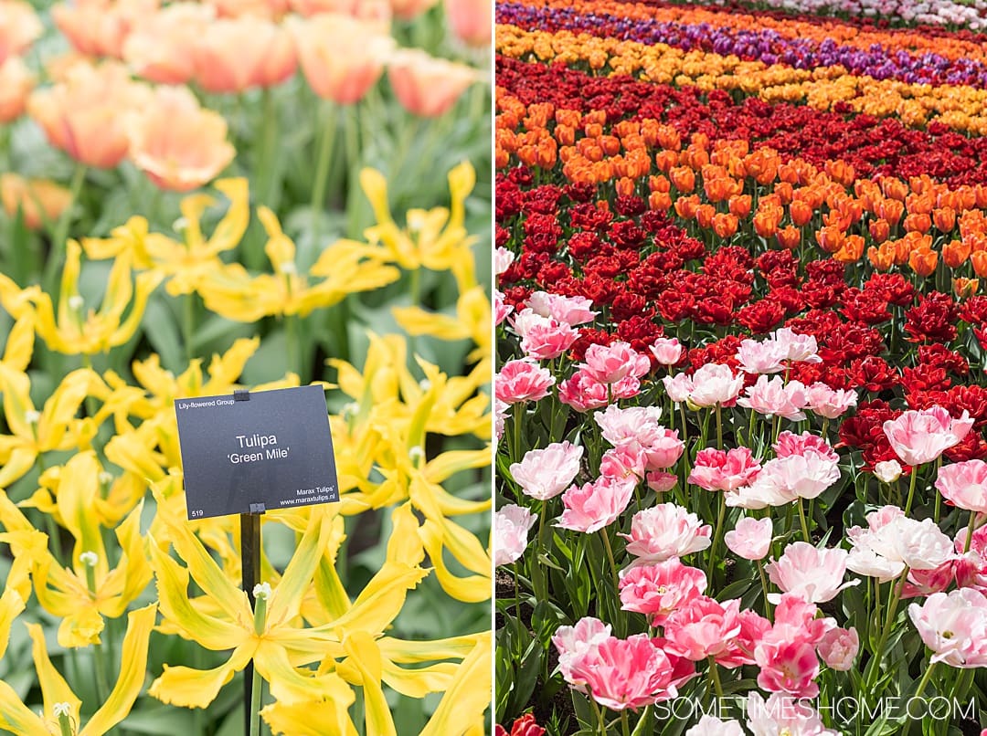 Travel from Amsterdam to Keukenhof to see flower gardens, tulip fields of your dreams and enjoy nature. Holland is home to Lisse, the festival city and bucket list event at one of the most beautiful European cities in the world during spring season in The Netherlands. The colors and beauty of the bulbs in bloom in our photography and tips in our articles will inspire you to vacation to this destination no matter where you live in the world. #Keukenhof #TulipFields #TulipGarden #SometimesHome