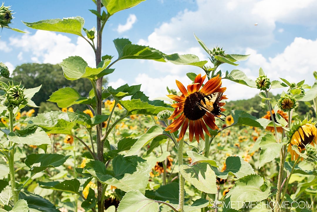 Raleigh sunflowers in North Carolina, with all the information you need to make your visit a success. Sometimes Home travel blog includes things to do at the flower fields near downtown, photos to help you get the most from your travel and summer visit to this beautiful city attraction. Click through for all the information! #RaleighNC #VisitRaleigh #Raleigh #RaleighNorthCaorlina #FlowerFields #Sunflowers #SunflowerFields