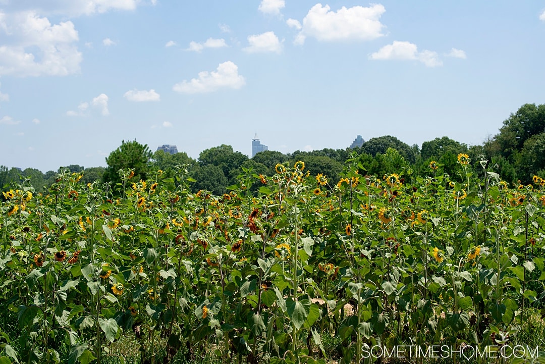 Raleigh sunflowers in North Carolina, with all the information you need to make your visit a success. Sometimes Home travel blog includes things to do at the flower fields near downtown, photos to help you get the most from your travel and summer visit to this beautiful city attraction. Click through for all the information! #RaleighNC #VisitRaleigh #Raleigh #RaleighNorthCaorlina #FlowerFields #Sunflowers #SunflowerFields