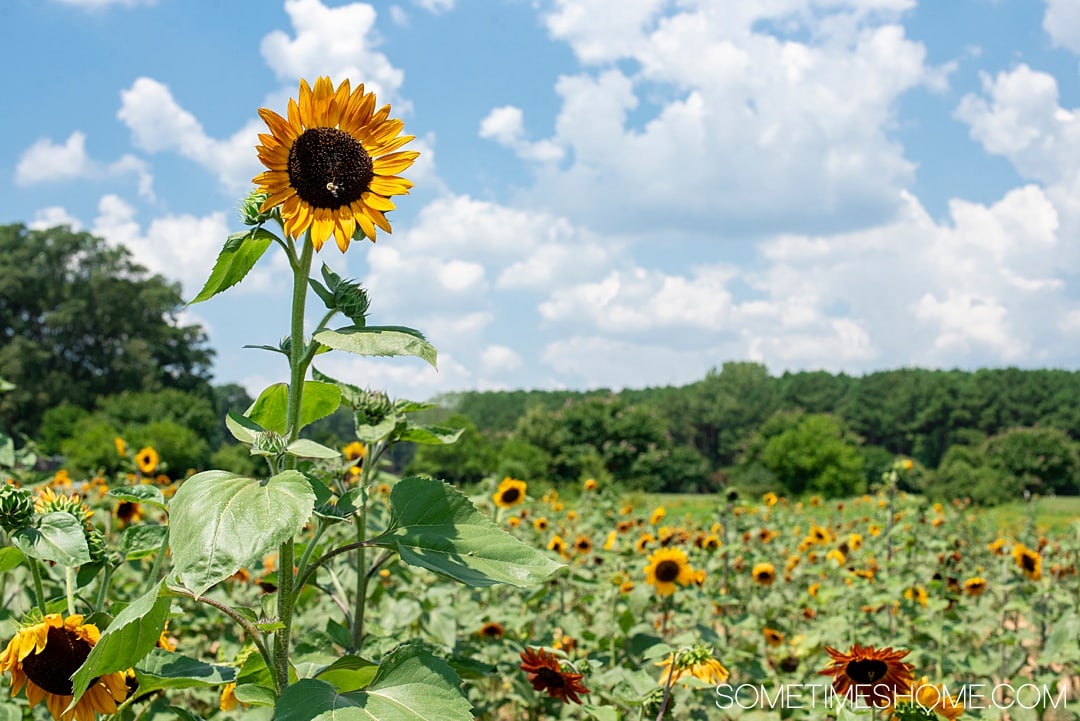 Raleigh sunflowers in North Carolina, with all the information you need to make your visit a success. Sometimes Home travel blog includes things to do at the flower fields near downtown, photos to help you get the most from your travel and summer visit to this beautiful city attraction. Click through for all the information! #RaleighNC #VisitRaleigh #Raleigh #RaleighNorthCaorlina #FlowerFields #Sunflowers #SunflowerFields