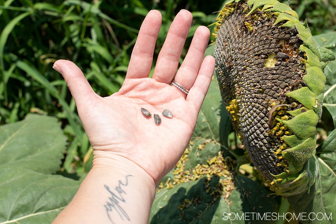 Raleigh sunflowers in North Carolina, with all the information you need to make your visit a success. Sometimes Home travel blog includes things to do at the flower fields near downtown, photos to help you get the most from your travel and summer visit to this beautiful city attraction. Click through for all the information! #RaleighNC #VisitRaleigh #Raleigh #RaleighNorthCaorlina #FlowerFields #Sunflowers #SunflowerFields