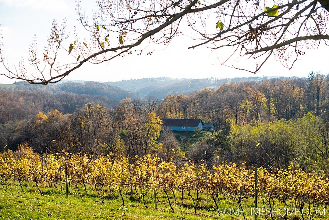 Wondering what things to do with two days in Maribor, Slovenia? From great food at one of the best restaurants in the nation, to wine and travel to vineyards, to ideal photography spots we have the best itinerary for a day in the historic city center and driving around the region. #Maribor #Slovenia #SometimesHome #SloveniaPhotography