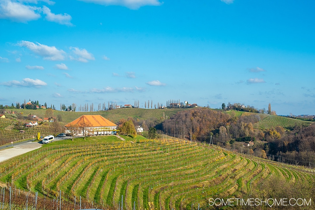 Maribor wine, the oldest vine and more things to do in this European city, whether it's winter, spring summer or fall. One of the prettiest cities in Slovenia has great food, drinks and important world history, including medieval walls and a castle and WWII history. #SometimesHome #WineTown #Maribor #Slovenia #OldestVine #MariborWine