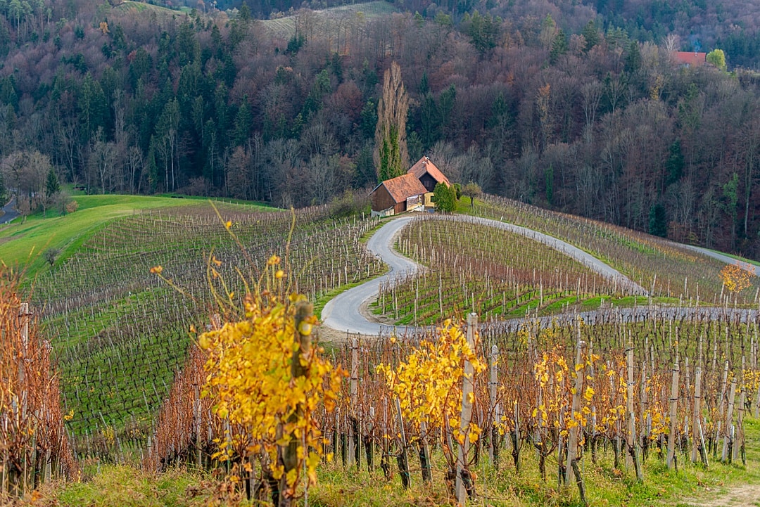 Maribor Wine, The Oldest Vine, and More Things to Do