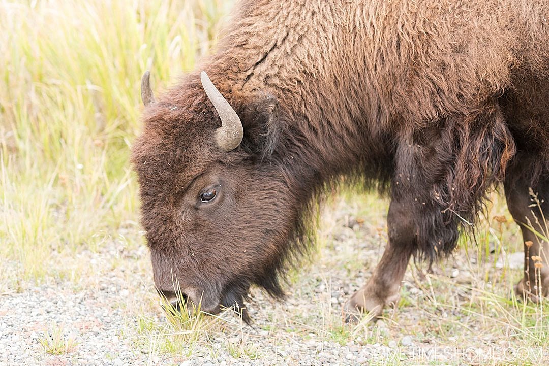 Heading to Wyoming, Montana or Idaho to go to one of the most beautiful national parks in the United States? We have helpful Yellowstone Tips and Facts for visting this breathtaking park, including photography, hiking and lodging info, things to do during your road trip there and must see areas and wildlife you may spot! Click through for additional information! #SometimesHome #YellowstoneTip #YellowstoneNationalPark #NPS #NationalParks #UnitedStatesParks #Wyoming #Montana #Idaho