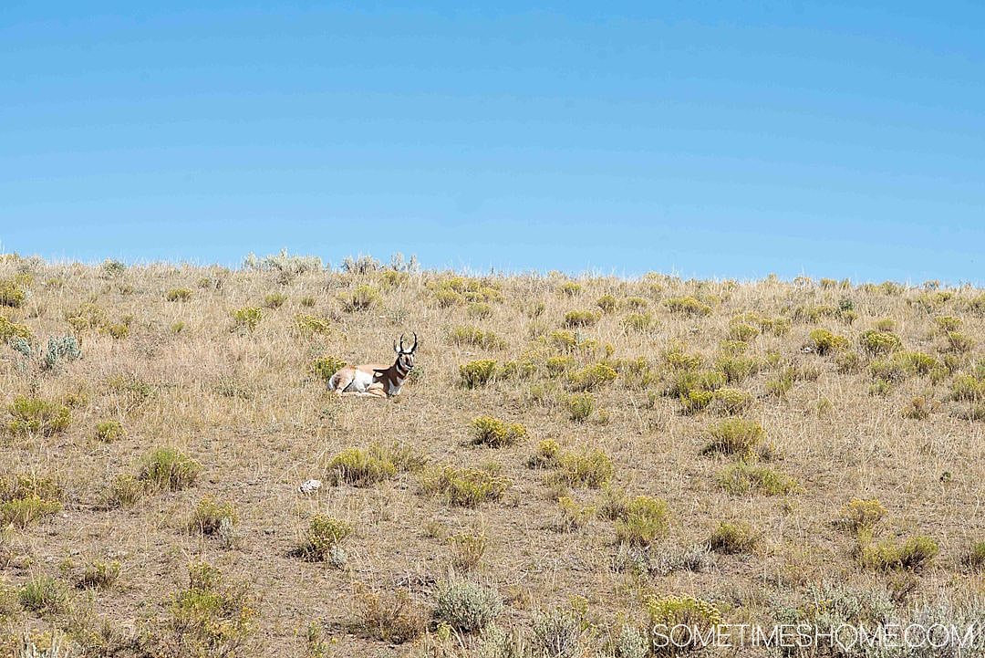 Heading to Wyoming, Montana or Idaho to go to one of the most beautiful national parks in the United States? We have helpful Yellowstone Tips and Facts for visting this breathtaking park, including photography, hiking and lodging info, things to do during your road trip there and must see areas and wildlife you may spot! Click through for additional information! #SometimesHome #YellowstoneTip #YellowstoneNationalPark #NPS #NationalParks #UnitedStatesParks #Wyoming #Montana #Idaho