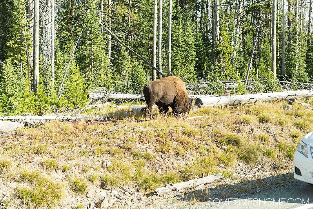 Heading to Wyoming, Montana or Idaho to go to one of the most beautiful national parks in the United States? We have helpful Yellowstone Tips and Facts for visting this breathtaking park, including photography, hiking and lodging info, things to do during your road trip there and must see areas and wildlife you may spot! Click through for additional information! #SometimesHome #YellowstoneTip #YellowstoneNationalPark #NPS #NationalParks #UnitedStatesParks #Wyoming #Montana #Idaho