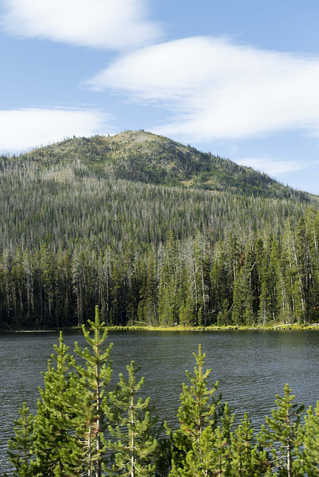 Heading to Wyoming, Montana or Idaho to go to one of the most beautiful national parks in the United States? We have helpful Yellowstone Tips and Facts for visting this breathtaking park, including photography, hiking and lodging info, things to do during your road trip there and must see areas and wildlife you may spot! Click through for additional information! #SometimesHome #YellowstoneTip #YellowstoneNationalPark #NPS #NationalParks #UnitedStatesParks #Wyoming #Montana #Idaho #pinetrees