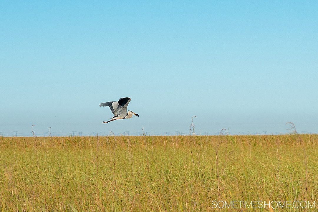 Fort Lauderdale Everglades tour of Everglades National Park in Florida, also easily accessible from Miami, with pictures of what to expect on an airboat ride in addition to alligators. #evergladesnationalpark