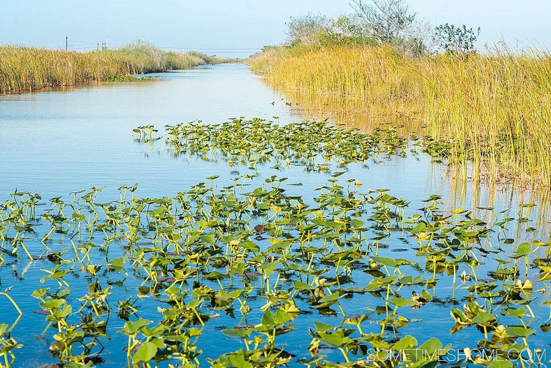 The Everglades: So Much More Than a National Park - Captain