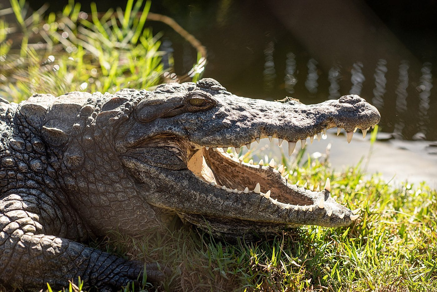 Fort Lauderdale Everglades tour of Everglades National Park in Florida, also easily accessible from Miami, with pictures of what to expect on an airboat ride in addition to alligators. #evergladesnationalpark