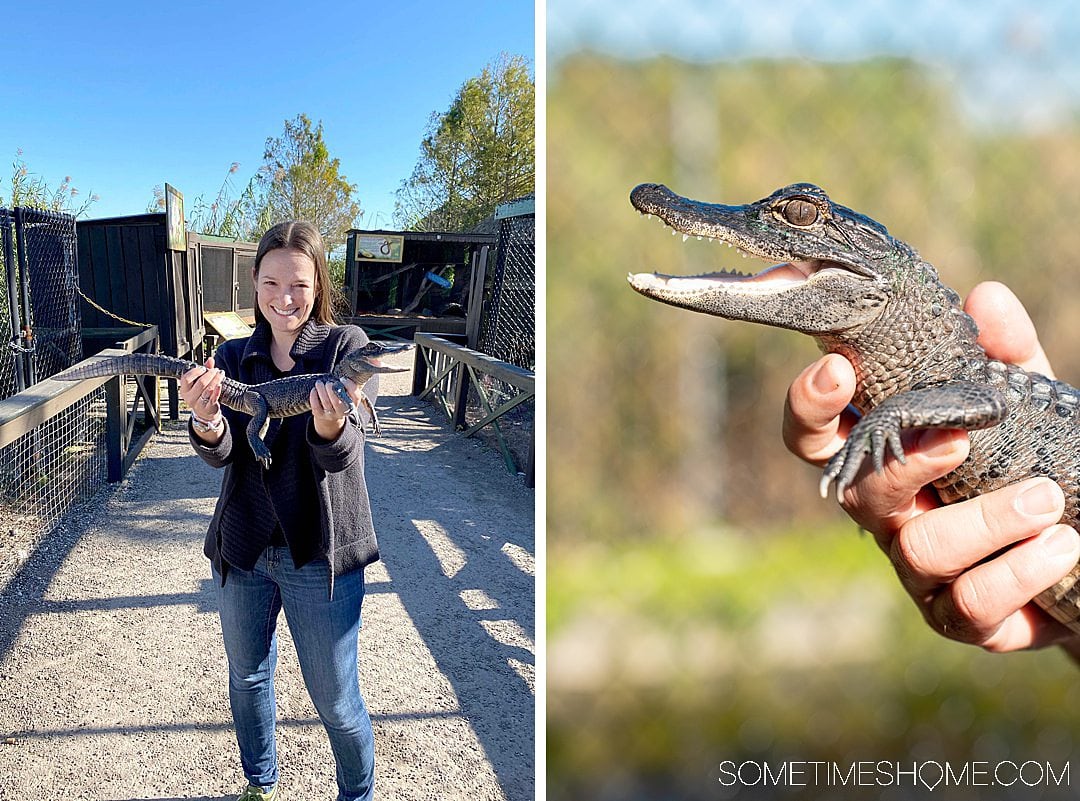 Fort Lauderdale Everglades tour of Everglades National Park in Florida, also easily accessible from Miami, with pictures of what to expect on an airboat ride in addition to alligators. #evergladesnationalpark