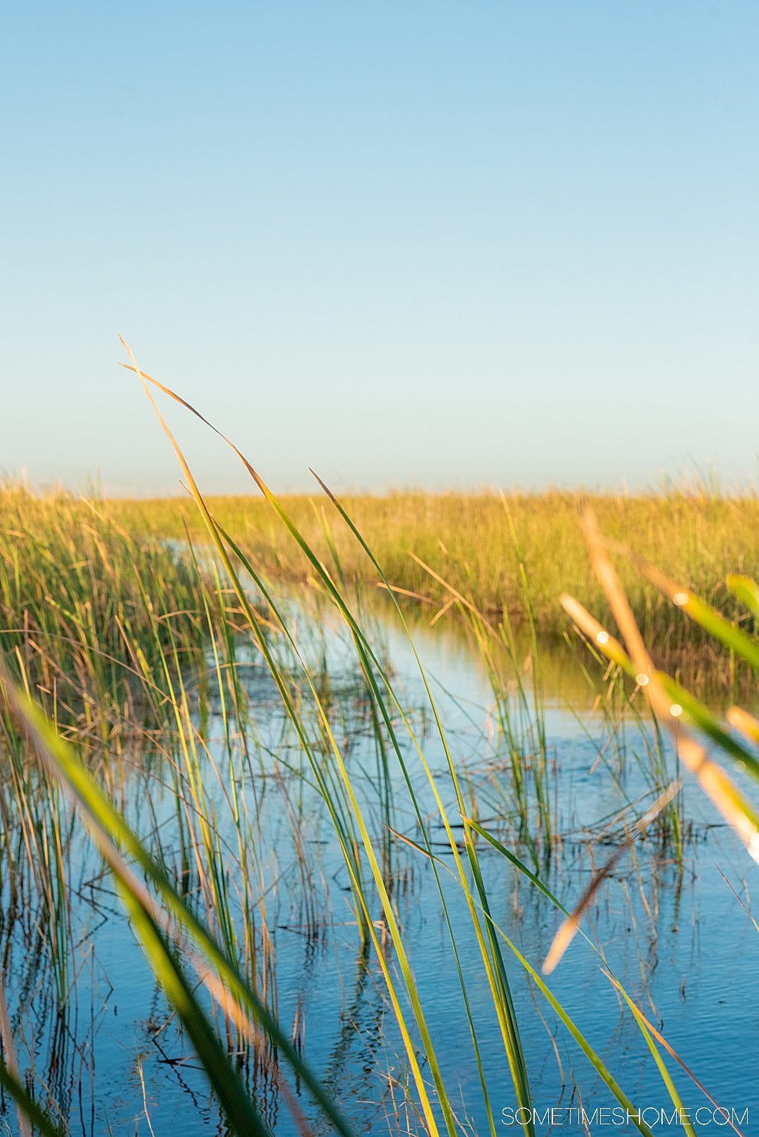 Fort Lauderdale Everglades tour of Everglades National Park in Florida, also easily accessible from Miami, with pictures of what to expect on an airboat ride in addition to alligators. #evergladesnationalpark