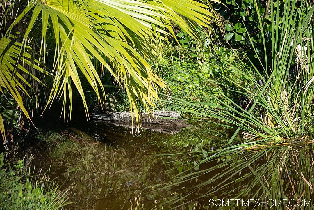 Fort Lauderdale Everglades tour of Everglades National Park in Florida, also easily accessible from Miami, with pictures of what to expect on an airboat ride in addition to alligators. #evergladesnationalpark