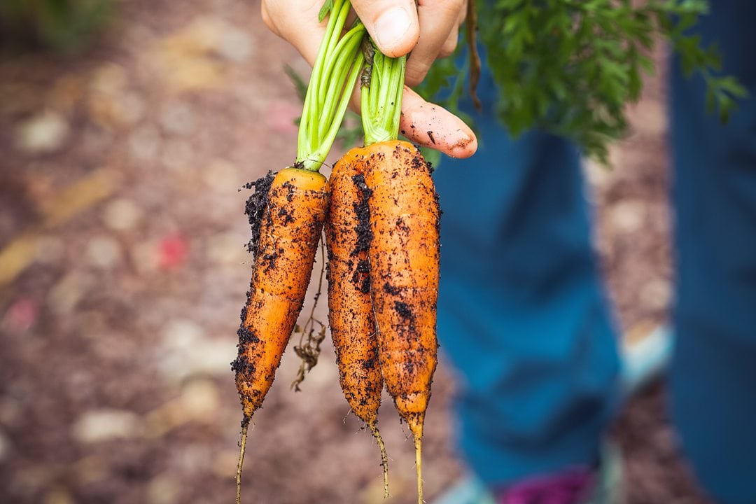 Carrots pulled from the Earth.