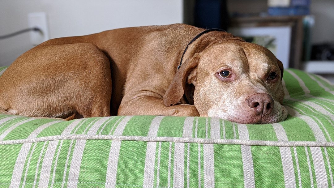 Photo of a brown colored dog.