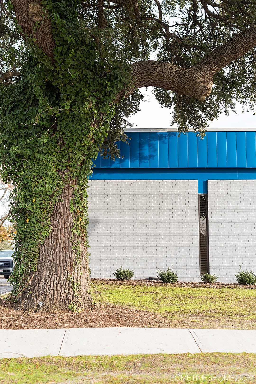 Blue and white building with ivy on a tree in downtown Goldsboro, NC