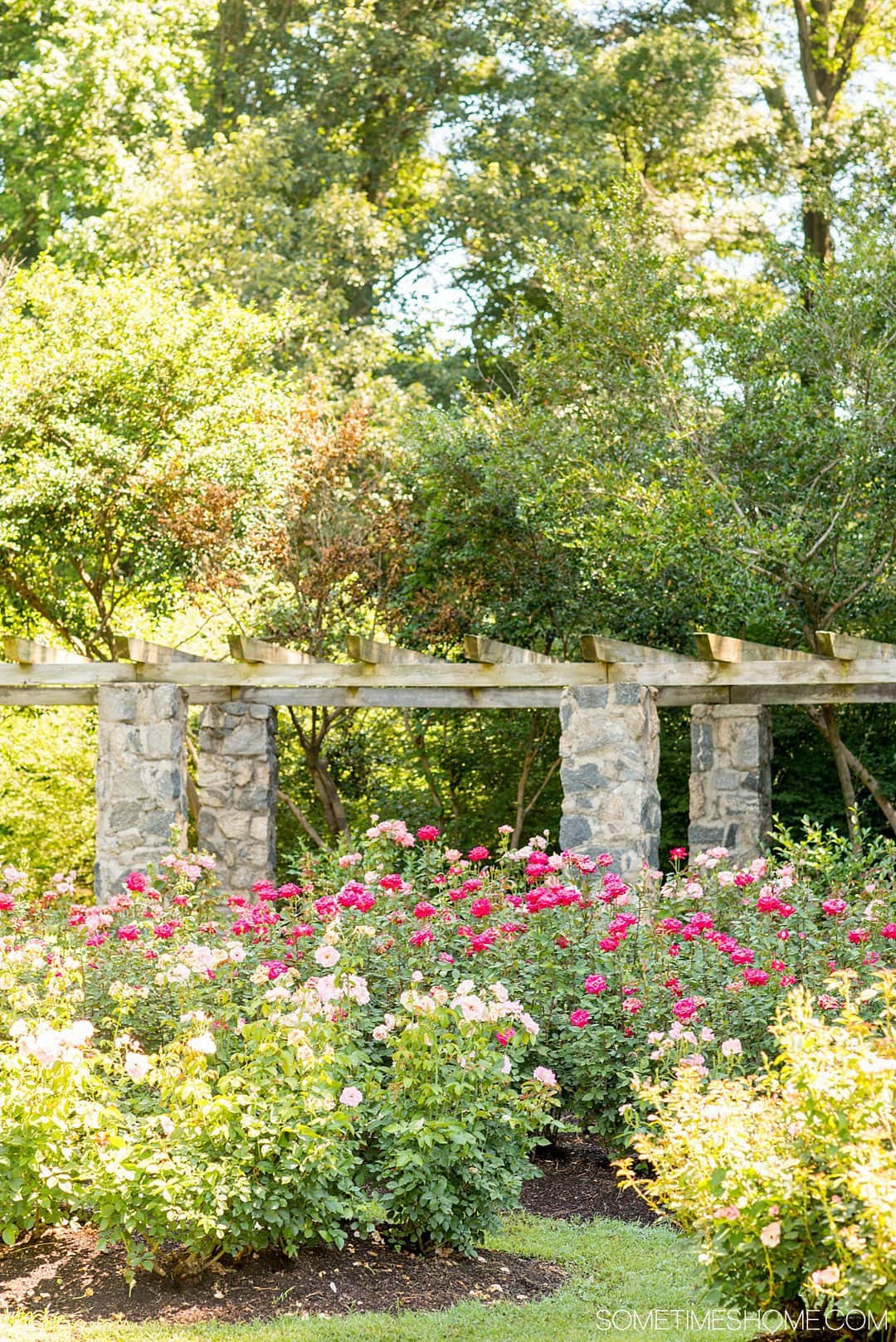 Photo of a pergola and roses in the Raleigh Rose Garden in Raleigh, NC.