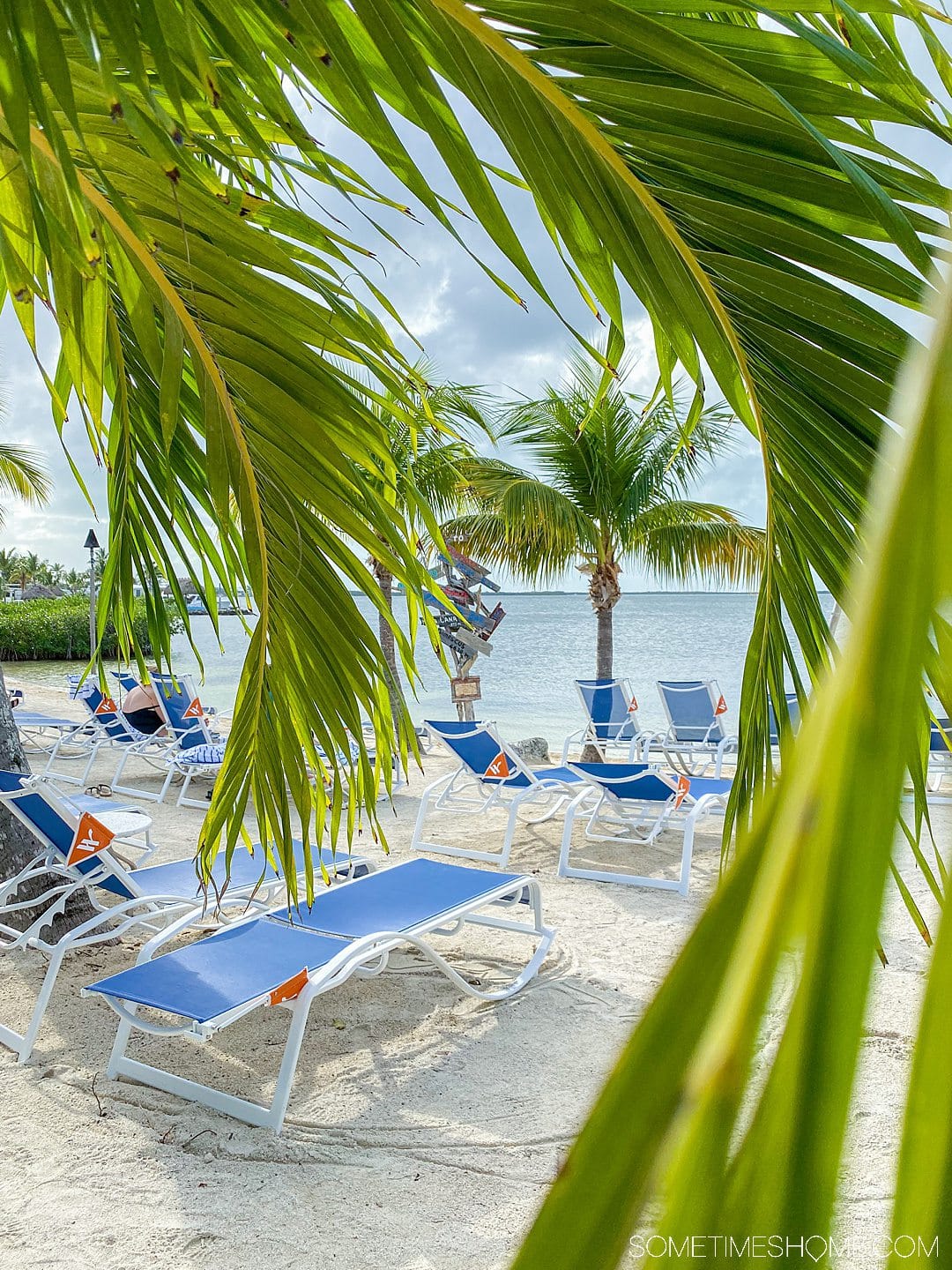 Blue lounge chairs on the beach as seen through green palm tree fronds.