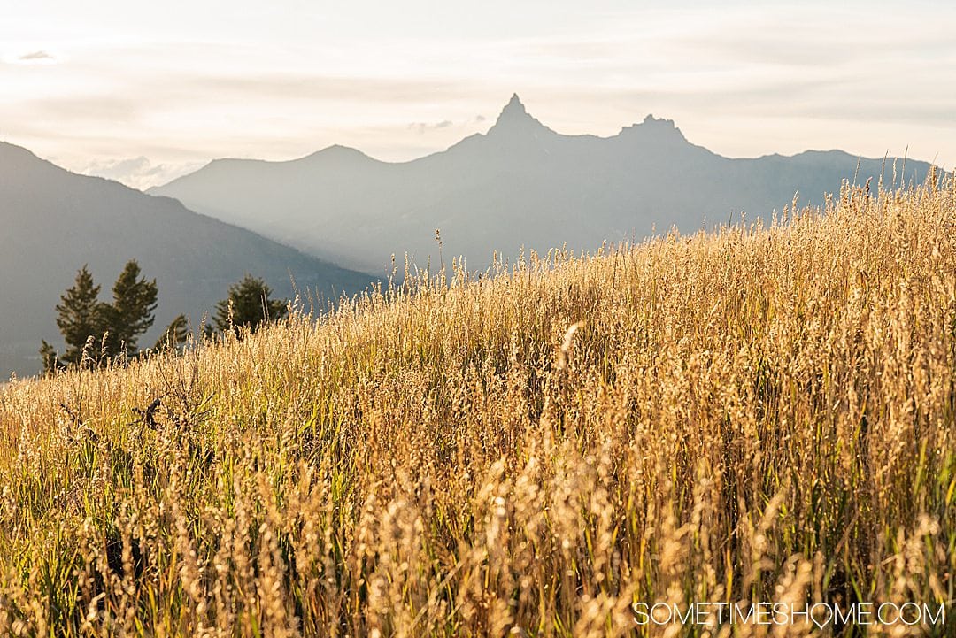 Wheat colored grasses in the foreground and misty mountains in the background on Beartooth Highway, one of the most scenic drives in America.