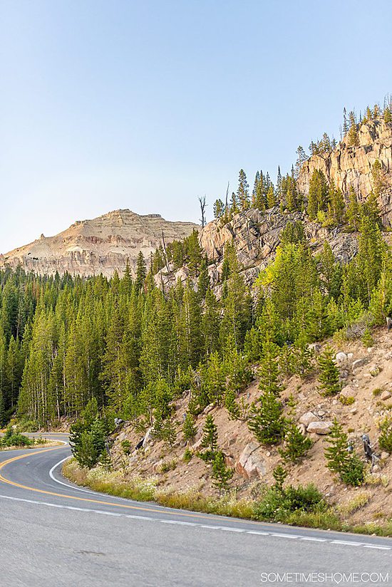 copaci verzi pe munți de culoare cafenie pe autostrada Beartooth în Montana, una dintre cele mai pitorești unități din America.