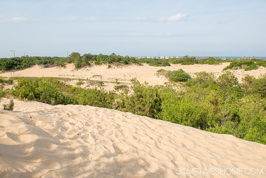 View of the greenery and sand dunes in of Jockey