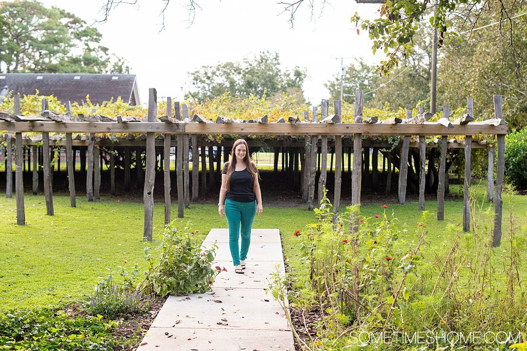 A women in front of the mother vine of grapes in North Carolina in the Outer Banks in October.