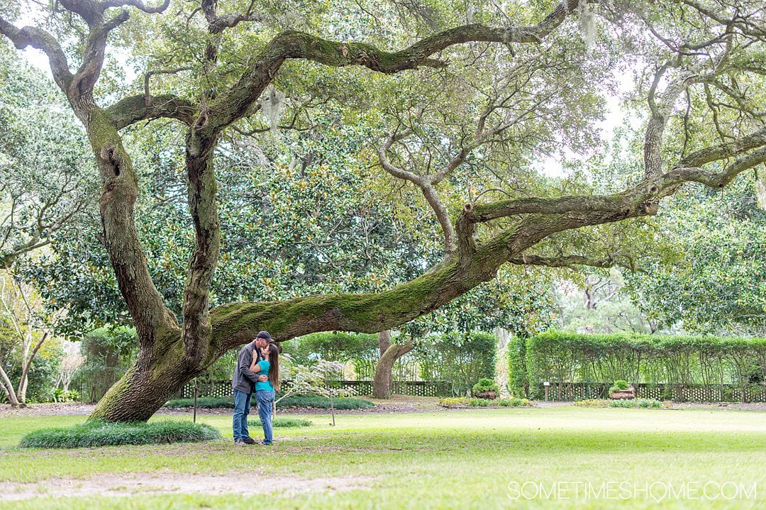 A couple under an old great Oak Tree on the great lawn of Elizabethan Gardens in the Outer Banks in October on Roanoke Island, founded by colonists in the 16th century. A couple is embracing under a branch that's covered in moss.