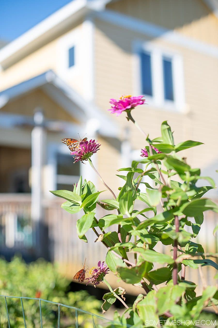 An orange and black butterfly on pink flowers in front of a pale yellow building, blurry in the background, at the Inn on Pamlico in Buxton, NC.