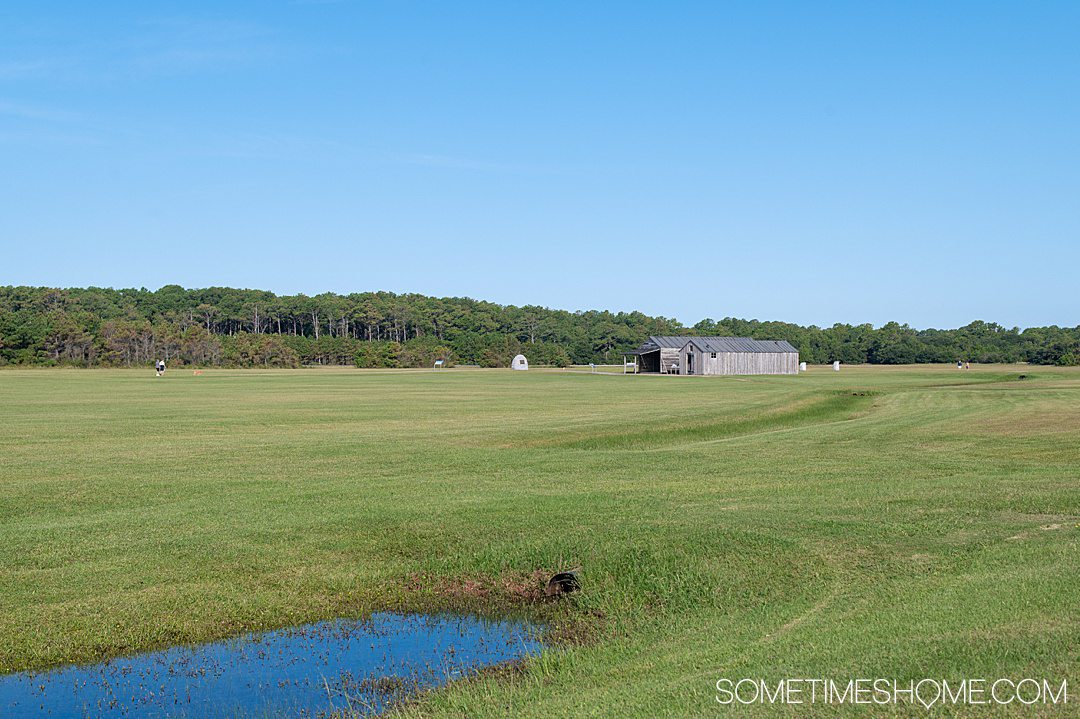 A green lawn with a little bit of water in the lower left hand corner, and blue skies. A wooden structure is in the distance.