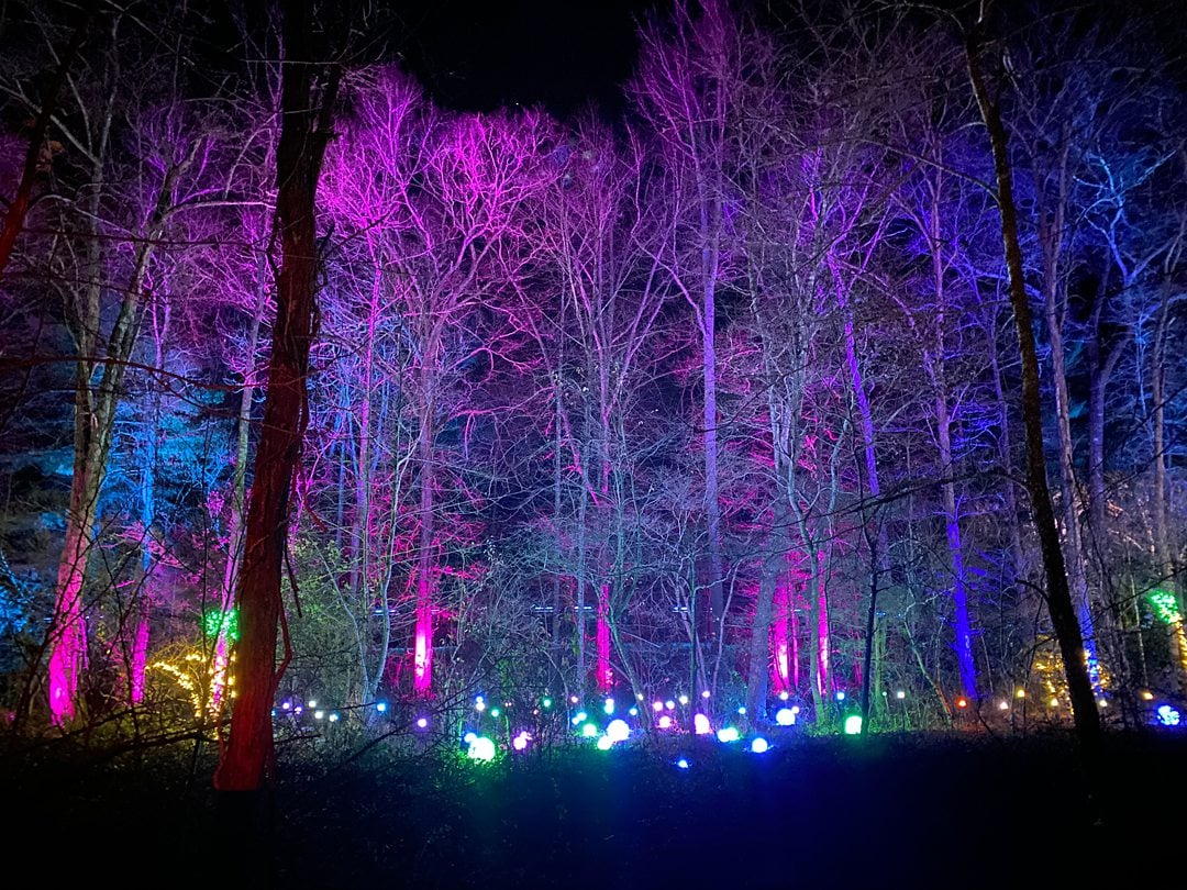 Bare tree branches lit up by purple and blue lights at the NC Arboretum for one of the best winter events in North Carolina. Photo by Forest Orbs.