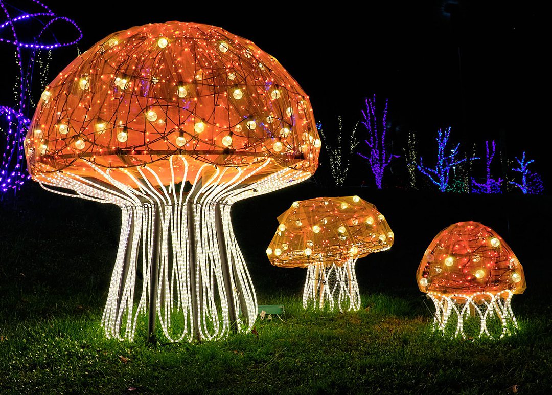 NC Arboretum Winter Lights event in Asheville with 3 illuminated oversized mushrooms at night. Photo by David Lewis.