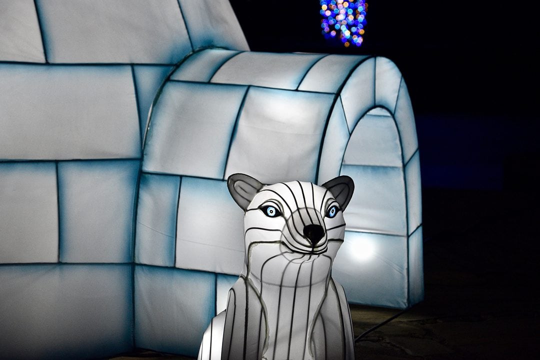 Holiday igloo and a polar bear at the NC Arboretum Winter Lights event in Asheville. Photo by Rebecca Ayres.