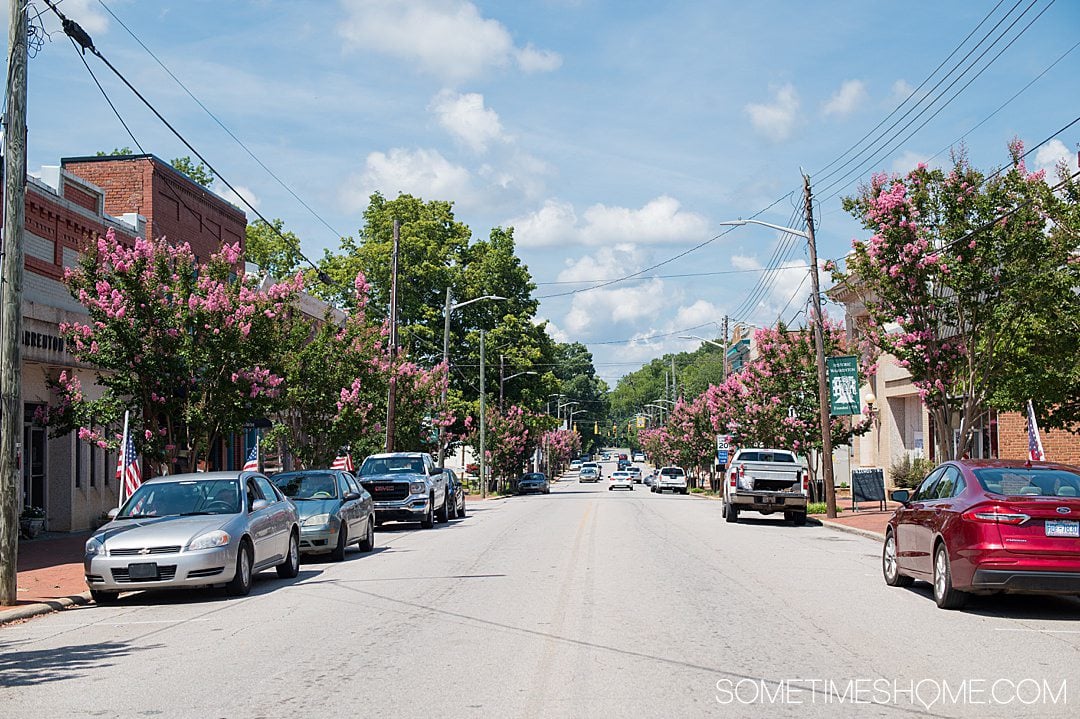 Main street in a small town with a blue sky and white clouds, and pink flowering trees lining the street.