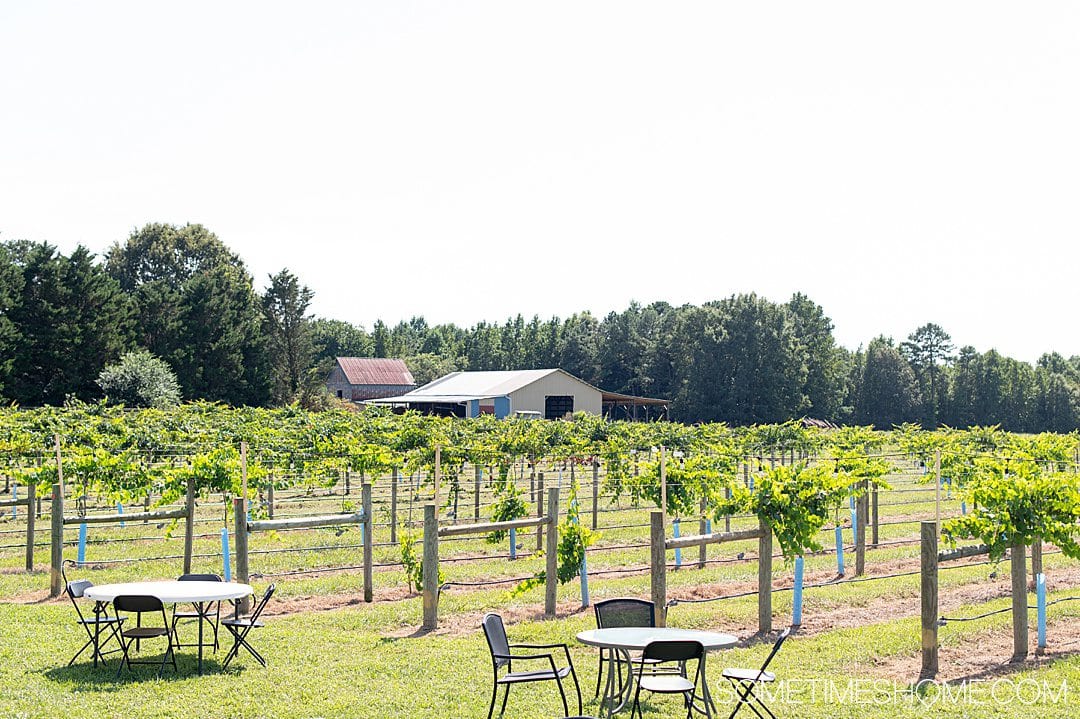 Seven Springs vineyard and winery in Warrenton, NC.