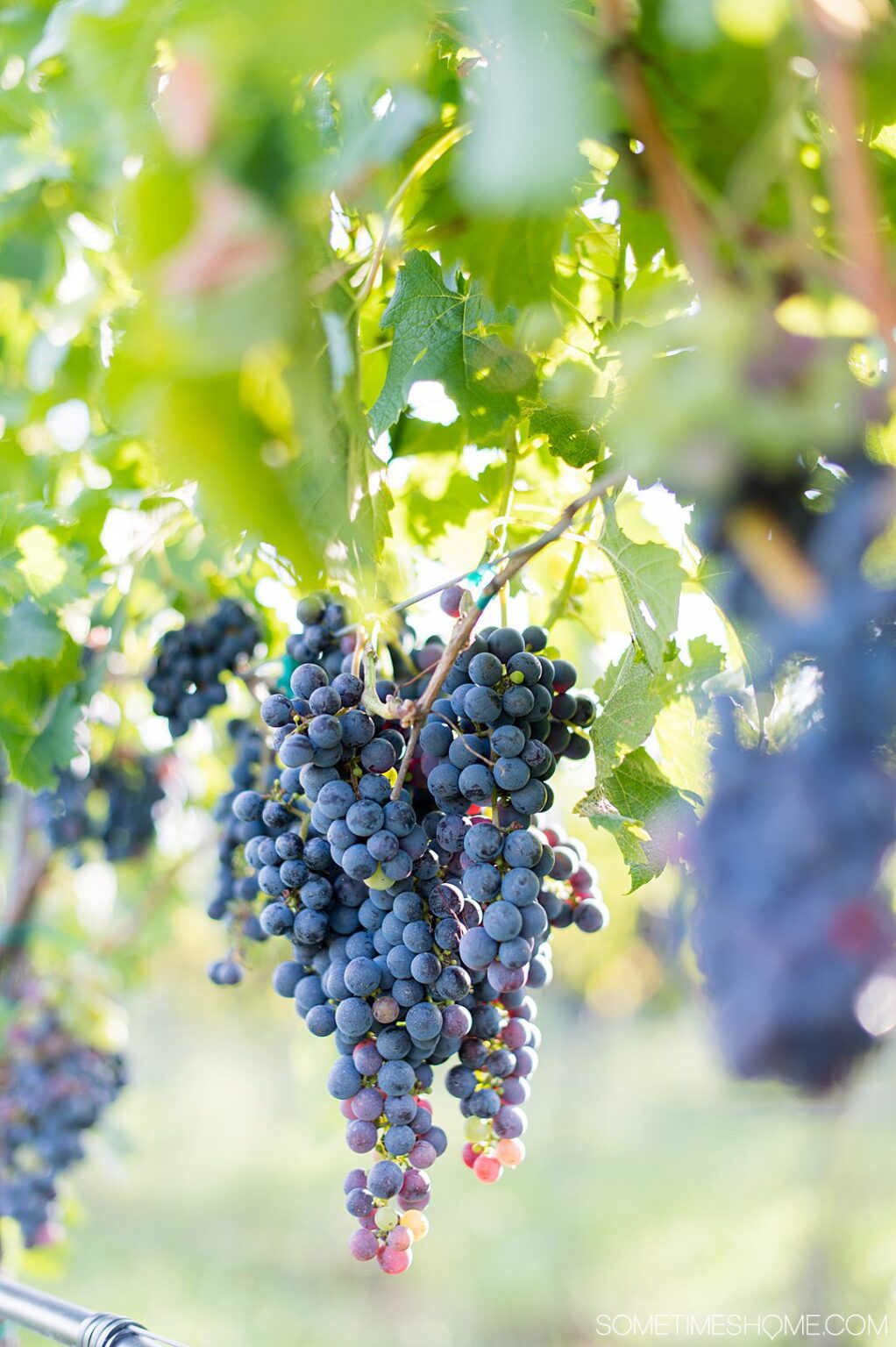 Relaxing Day of Things to Do in Warrenton, North Carolina