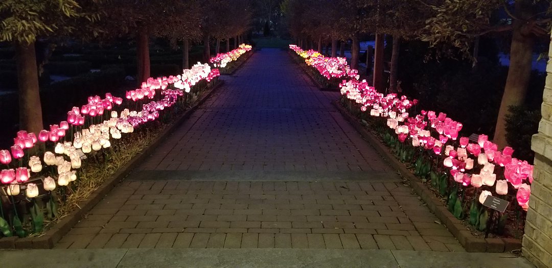 Image of lit up tulips lining a pathway for the holidays at Paul J. Ciener park near Winston-Salem.