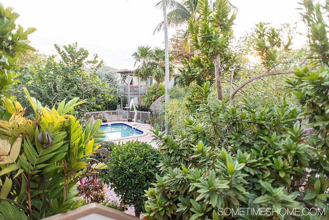 Tropical landscaping at Crane's Beach House with a pool in the distance.