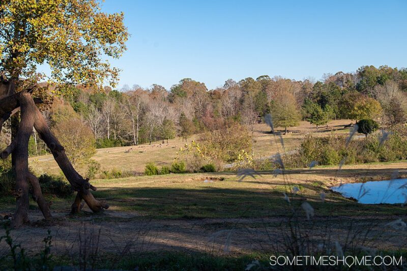Things to do in Asheboro and Seagrove, North Carolina