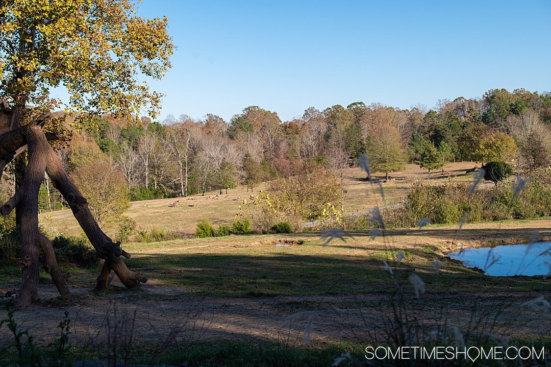 Landscape with animals in the distance at the NC Zoo in Asheboro NC.