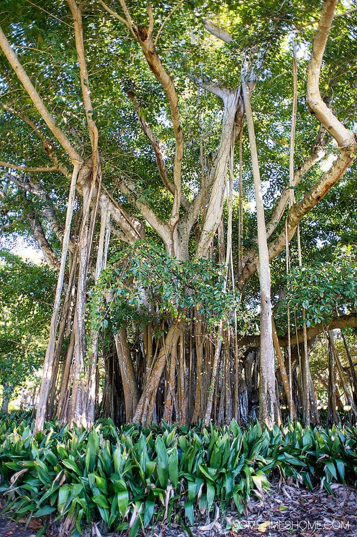 A tropical tree outside on The Ringling property, a great place to visit during a weekend in Sarasota, Florida.