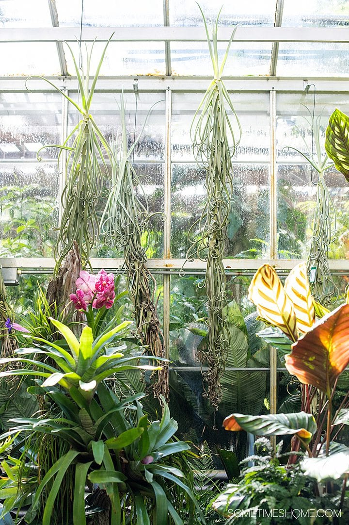 Inside a conservatory at Marie Selby gardens with vertical air plants, a great place to visit for a weekend in Sarasota, FL.