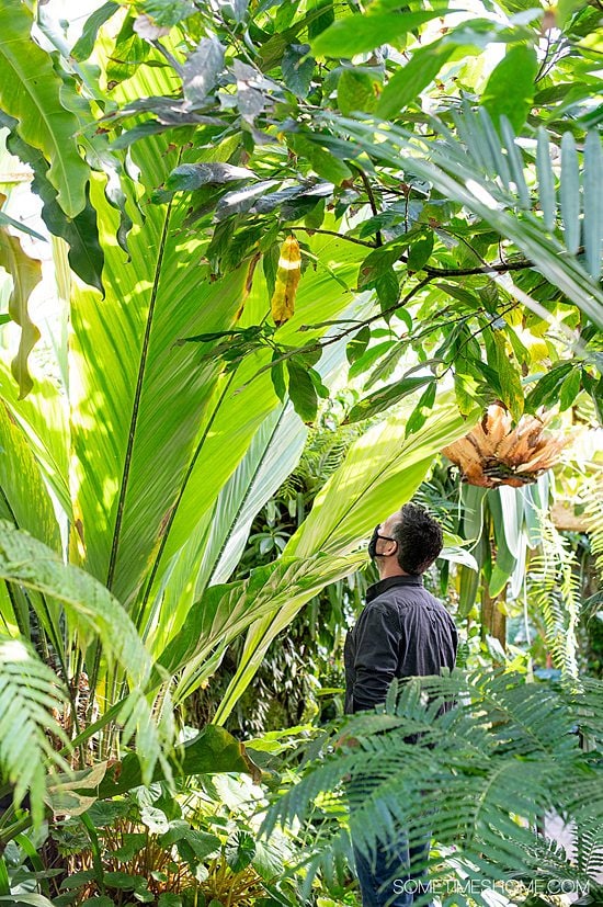 Man look up at oversized leaves during a visit to Marie Selby Gardens in Sarasota, Florida.