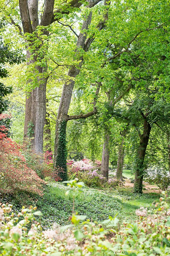 Glencairn Garden with trees and flowering shrubs in Rock Hill, in York County, South Carolina.