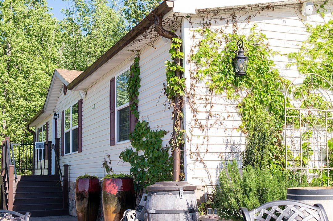 The side of a tan house with green vines growing up it, at Piccione Vineyards, one of the Yadkin Valley wineries in NC.