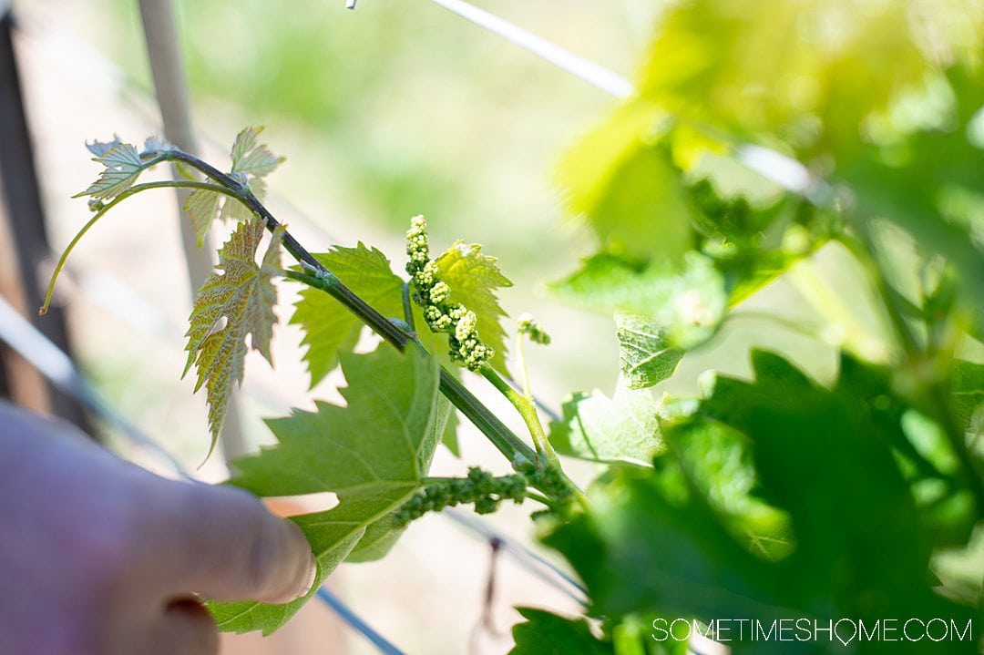 wine tour yadkin valley